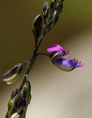 Polygala producta image