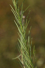 Polygala producta image