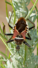 Apiomerus montanus