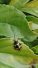 Gallerucida bifasciata