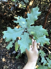 Quercus × ganderi