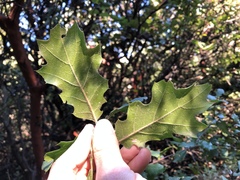 Quercus × ganderi