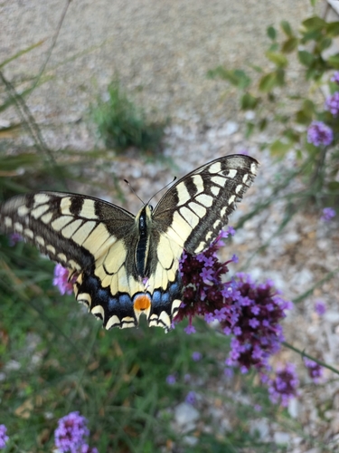 Papilio machaon