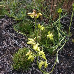 Halenia taruga-gasso