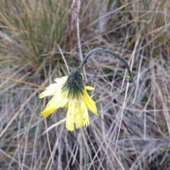 Hieracium sodiroanum
