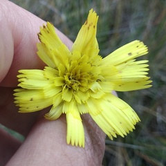 Hieracium sodiroanum