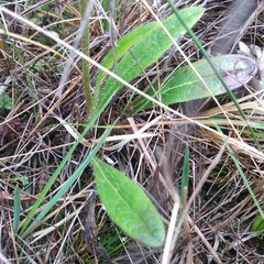 Hieracium sodiroanum