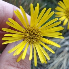 Chrysactinium acaule