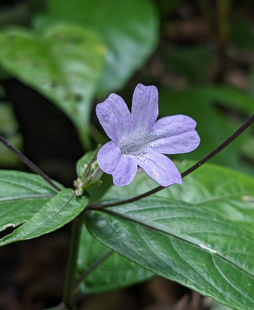 Ruellia rubra