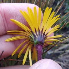 Chrysactinium acaule