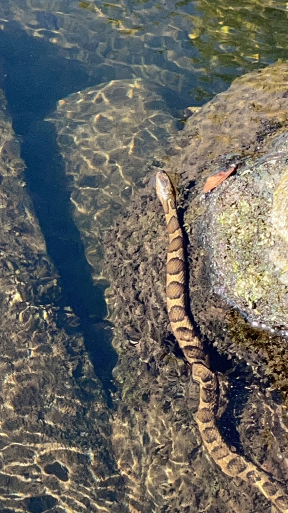 Common Watersnake From Columbia On August 9, 2023 At 10:06 AM By ...