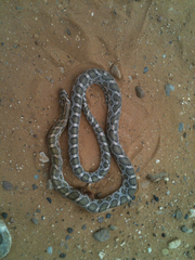 Arizona elegans