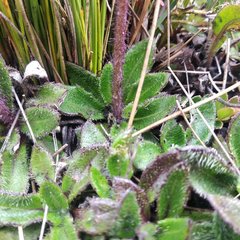 Chrysactinium acaule