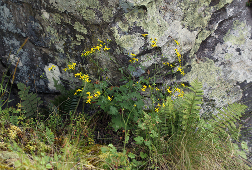 Cineraria deltoidea image