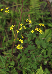 Cineraria deltoidea image