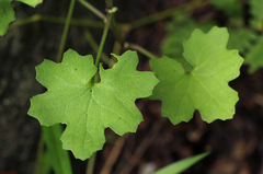 Cineraria deltoidea image