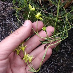 Halenia taruga-gasso