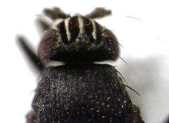 Howickia