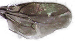 Howickia