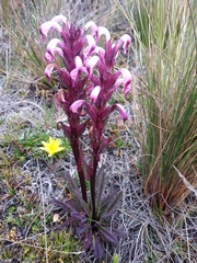 Pedicularis incurva