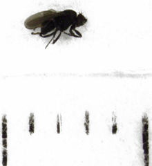 Howickia