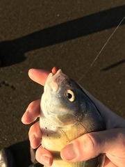 Amphistichus argenteus