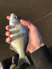 Amphistichus argenteus