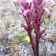 Pedicularis incurva