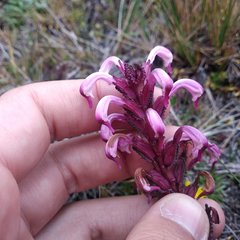 Pedicularis incurva