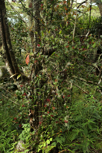 Helixanthera woodii image
