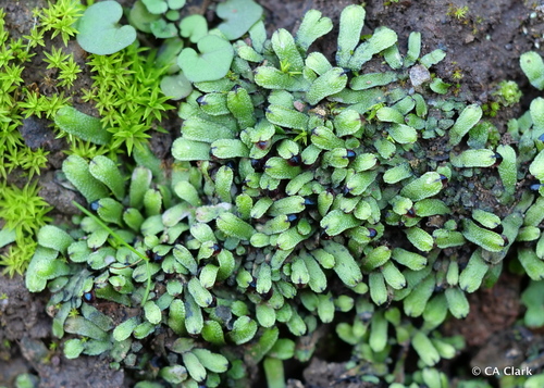Targionia hypophylla
