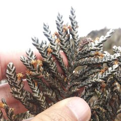 Andicolea ilinissae