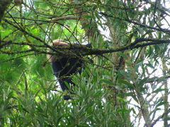 Semnopithecus johnii
