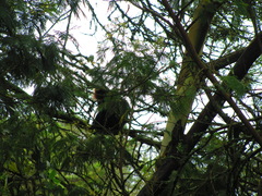 Semnopithecus johnii