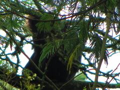Semnopithecus johnii
