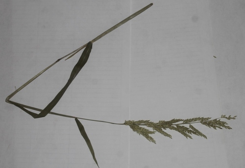 Eriochloa acuminata var. minor