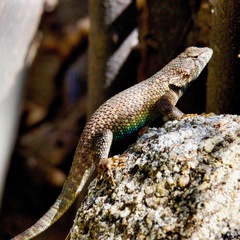 Hunsaker's Spiny Lizard photo 2