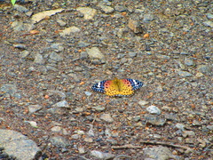 Argynnis hyperbius hybrida