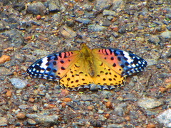 Argynnis hyperbius hybrida