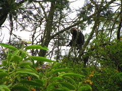 Semnopithecus johnii