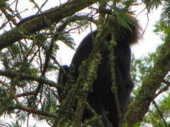 Semnopithecus johnii