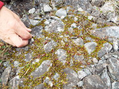 Coprosma atropurpurea