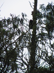 Semnopithecus johnii