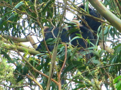 Semnopithecus johnii