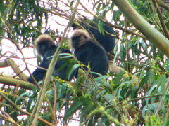 Semnopithecus johnii