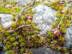 Coprosma atropurpurea