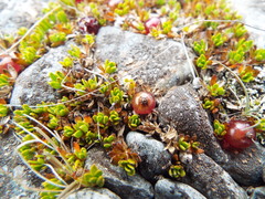 Coprosma atropurpurea