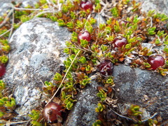 Coprosma atropurpurea