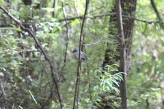 Eopsaltria georgiana