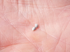 Coprosma atropurpurea